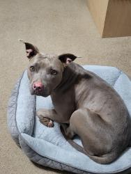 Found/Stray Female Dog last seen Maverik Truck Stop in Vinita, OK, Vinita, OK 74301