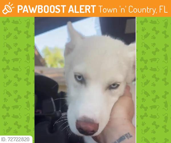 Found/Stray Male Dog last seen Helen Davis Elementary School, Town 'n' Country, FL 33615