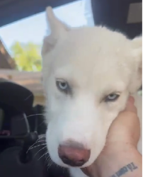 Found/Stray Male Dog last seen Helen Davis Elementary School, Town 'n' Country, FL 33615