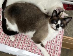 Lost Male Cat last seen Hillcroft rd, Browns Summit, NC 27214