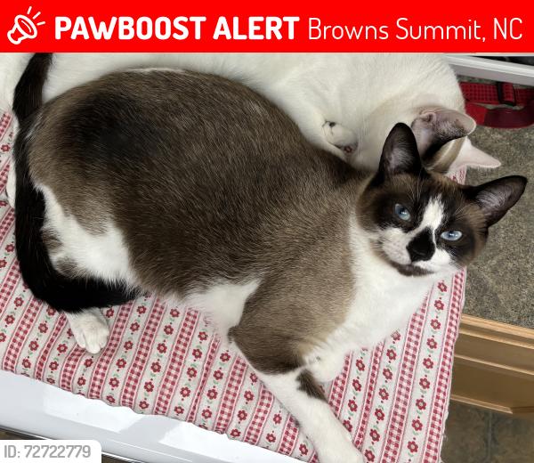 Lost Male Cat last seen Hillcroft rd, Browns Summit, NC 27214