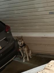 Found/Stray Unknown Dog last seen Chef Menteur, New Orleans, LA 70126