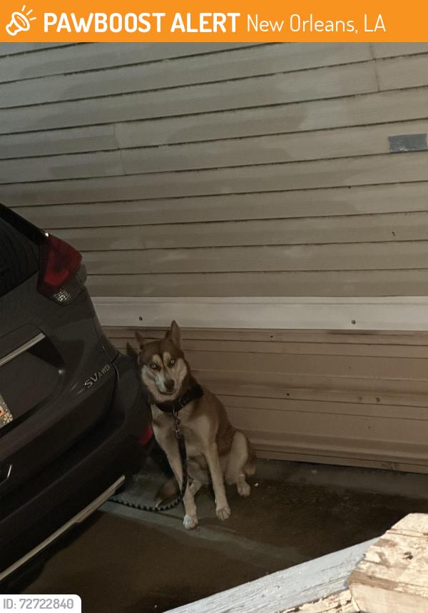 Found/Stray Unknown Dog last seen Chef Menteur, New Orleans, LA 70126