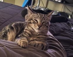 Lost Male Cat last seen cedar run drive,, duncanvill tx., Duncanville, TX 75116