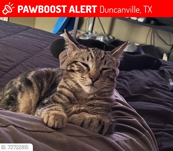 Lost Male Cat last seen cedar run drive,, duncanvill tx., Duncanville, TX 75116