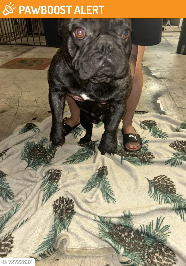 Found/Stray Male Dog last seen Archibald and Foothill , Rancho Cucamonga, CA 91730
