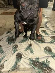 Found/Stray Male Dog last seen Archibald and Foothill , Rancho Cucamonga, CA 91730