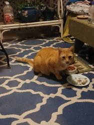 Found/Stray Male Cat last seen Near and Bay road, Myrtle Beach, SC 29588