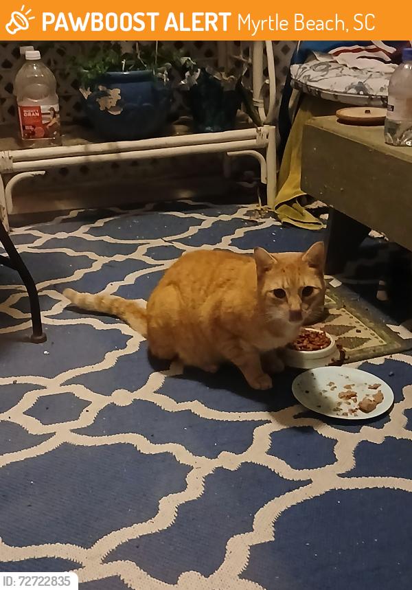 Found/Stray Male Cat last seen Near and Bay road, Myrtle Beach, SC 29588