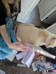 Lost Male Cat last seen Central, Wichita, KS 67206