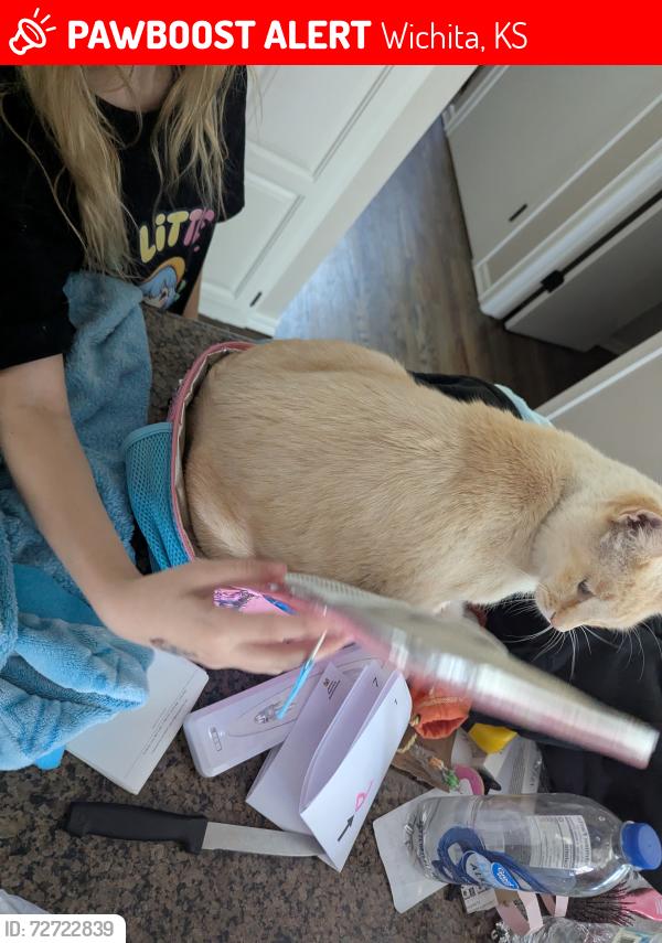 Lost Male Cat last seen Central, Wichita, KS 67206