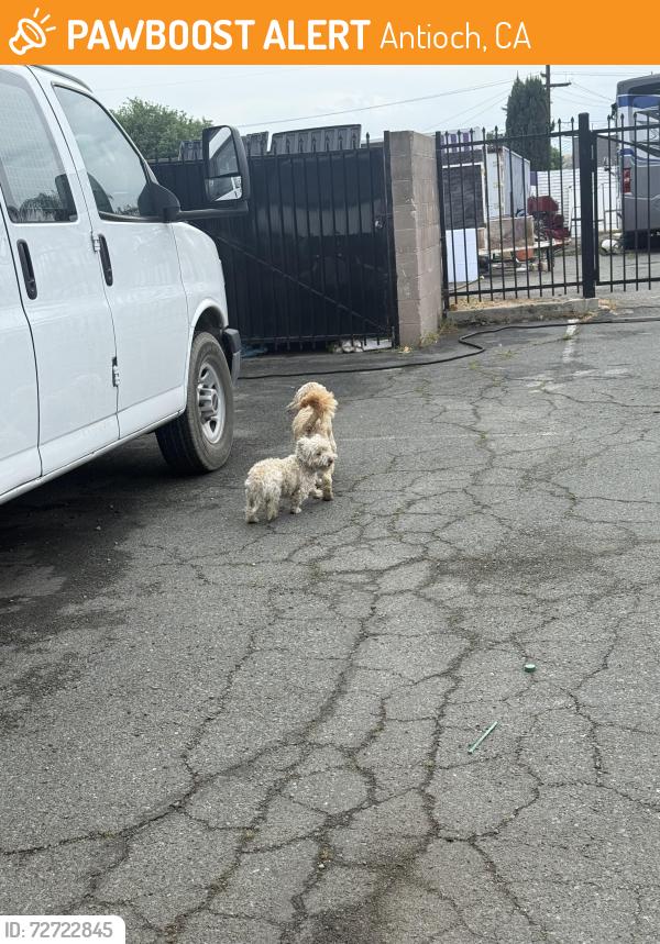 Found/Stray Unknown Dog last seen Antioch food center/ Carwash , Antioch, CA 94509