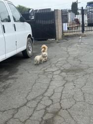 Found/Stray Unknown Dog last seen Antioch food center/ Carwash , Antioch, CA 94509