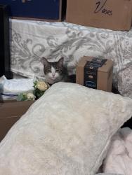 Found/Stray Unknown Cat last seen Blue diamond, Las Vegas, NV 89178