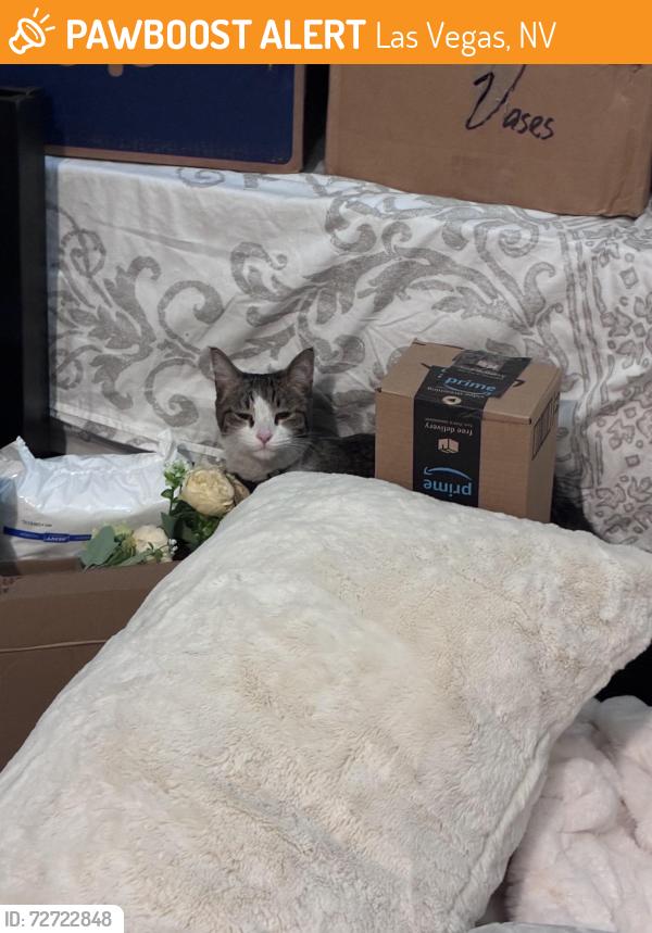 Found/Stray Unknown Cat last seen Blue diamond, Las Vegas, NV 89178