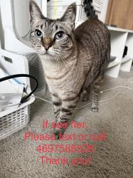 Lost Female Cat last seen Near NOVY GROVE DR , Sienna, TX 77459