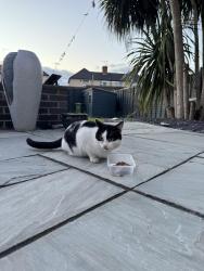 Found/Stray Male Cat last seen Brickfields , Worcestershire, England WR4 9TN