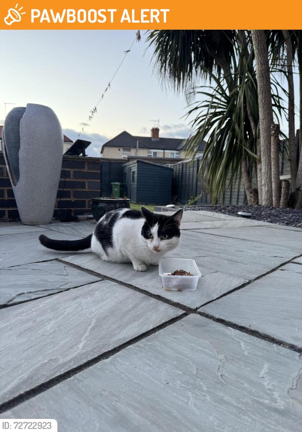 Found/Stray Male Cat last seen Brickfields , Worcestershire, England WR4 9TN