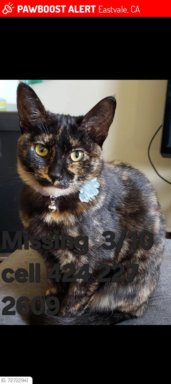Lost Female Cat last seen Kern River Dr/ Mississippi Dr , Eastvale, CA 91752