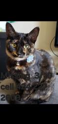 Lost Female Cat last seen Kern River Dr/ Mississippi Dr , Eastvale, CA 91752
