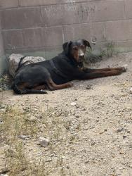 Lost Unknown Dog last seen Golf links and pantano, Tucson, AZ 85730