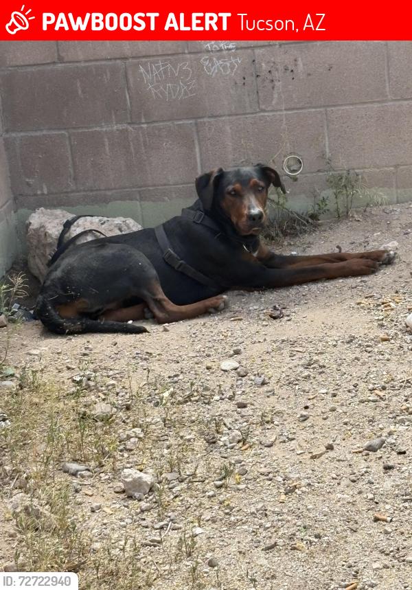 Lost Unknown Dog last seen Golf links and pantano, Tucson, AZ 85730