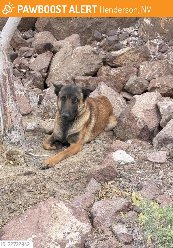 Found/Stray Male Dog last seen Sunridge heights , Henderson, NV 89052