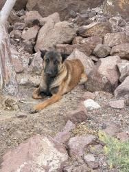 Found/Stray Male Dog last seen Sunridge heights , Henderson, NV 89052