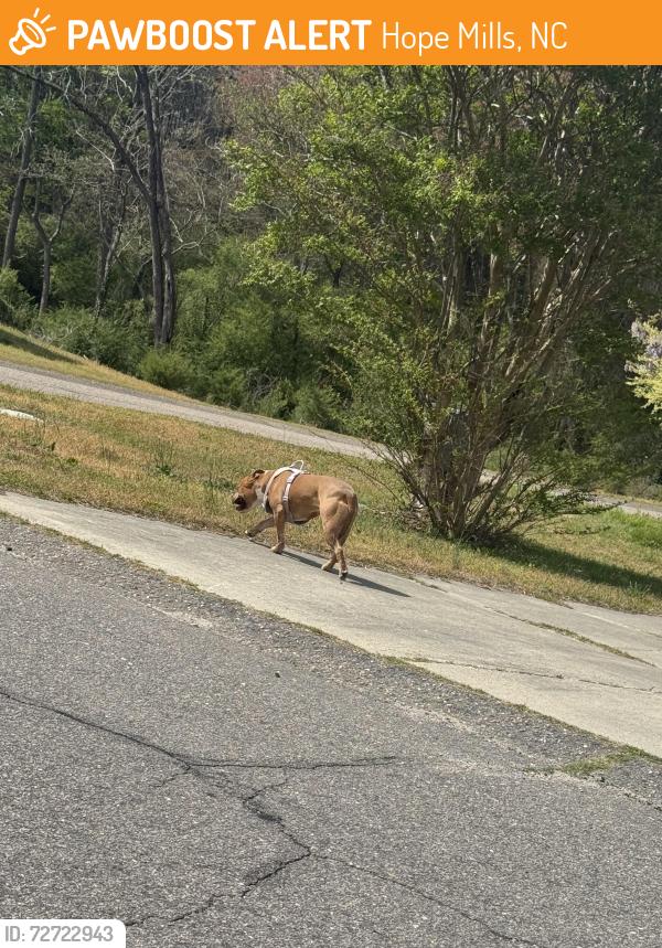 Found/Stray Unknown Dog last seen Hedingham, Hope Mills, NC 28348