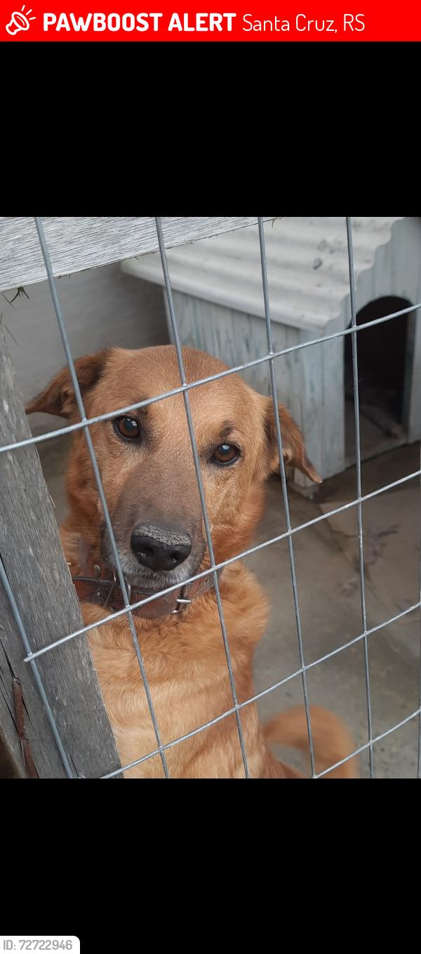 Lost Male Dog last seen Corcunda/parada 77 RS-020 , Santa Cruz, RS 