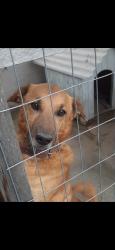 Lost Male Dog last seen Corcunda/parada 77 RS-020 , Santa Cruz, RS 