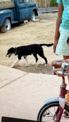 Lost Female Dog last seen Raymac and Isleta, Albuquerque, NM 87105