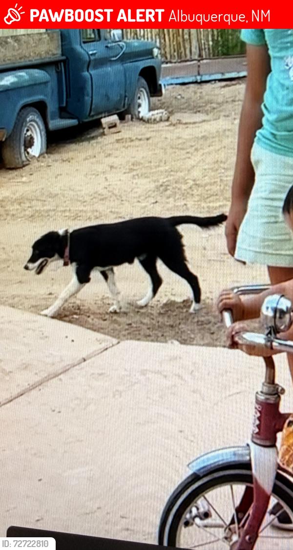 Lost Female Dog last seen Raymac and Isleta, Albuquerque, NM 87105