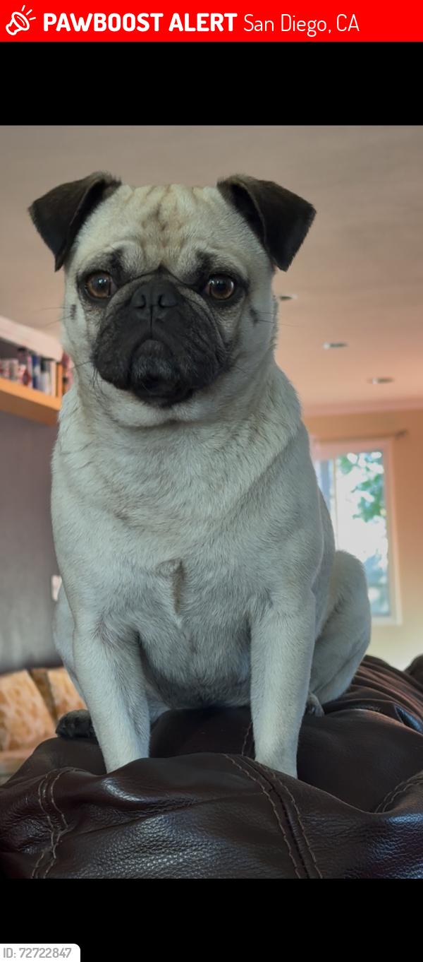 Lost Female Dog last seen Alsacia Street , San Diego, CA 92139