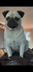 Lost Female Dog last seen Alsacia Street , San Diego, CA 92139