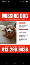Lost Female Dog last seen 30th and  n. Garrison st, Tampa, FL 33619