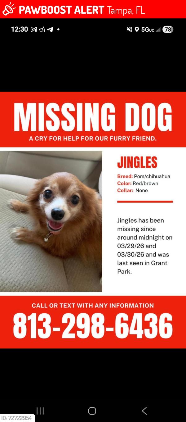 Lost Female Dog last seen 30th and  n. Garrison st, Tampa, FL 33619