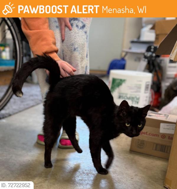 Found/Stray Male Cat last seen Between Sherwood and Stockbridge, Menasha, WI 54952