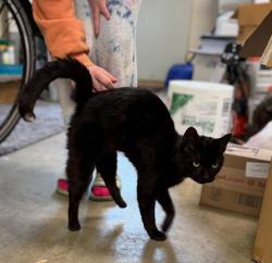 Found/Stray Male Cat last seen Between Sherwood and Stockbridge, Menasha, WI 54952