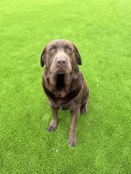 Found/Stray Male Dog last seen Pauba between Anza , Riverside County, CA 92592