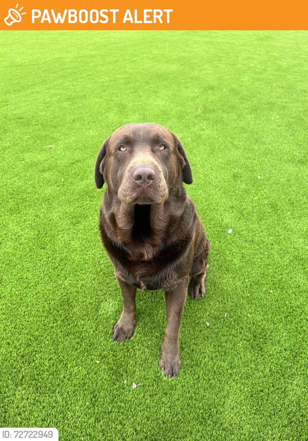Found/Stray Male Dog last seen Pauba between Anza , Riverside County, CA 92592