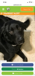 Found/Stray Female Dog last seen Bank road , Cincinnati, OH 45251