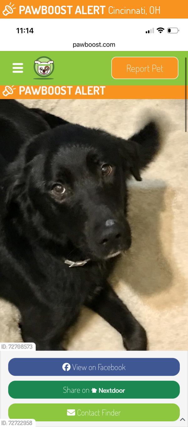 Found/Stray Female Dog last seen Bank road , Cincinnati, OH 45251