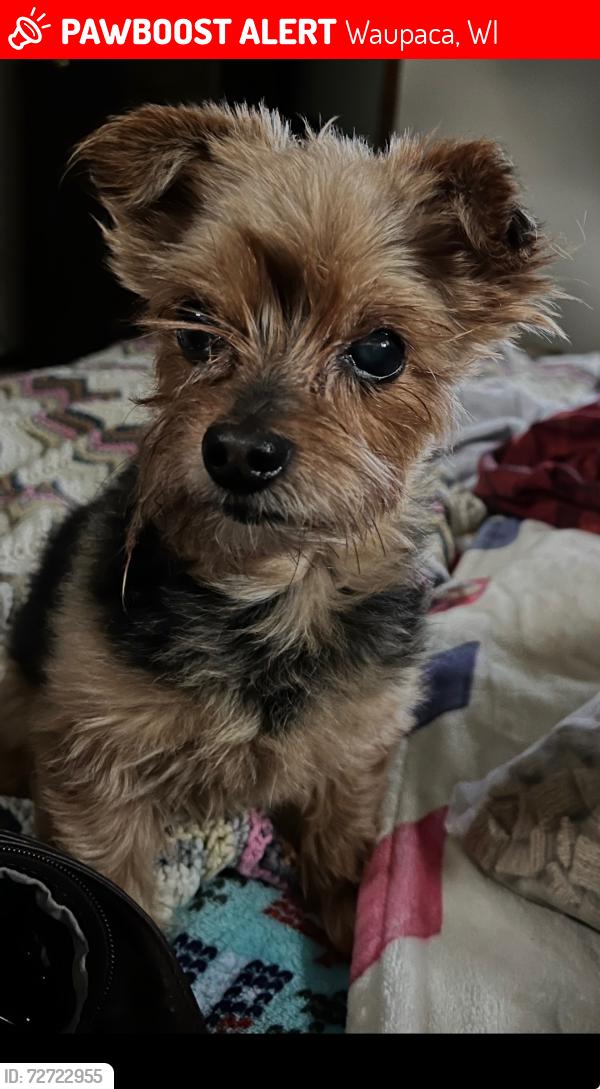 Lost Male Dog last seen Faith Community Church & Parfreyville Rd, Waupaca, WI 54981