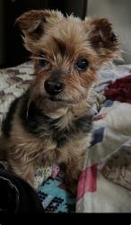 Lost Male Dog last seen Faith Community Church & Parfreyville Rd, Waupaca, WI 54981