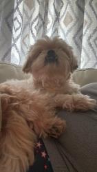Lost Male Dog last seen California Avenue 10th Street, St. Cloud, FL 34769