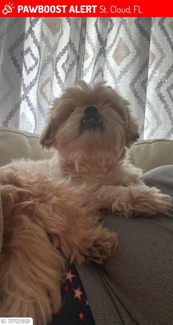 Lost Male Dog last seen California Avenue 10th Street, St. Cloud, FL 34769