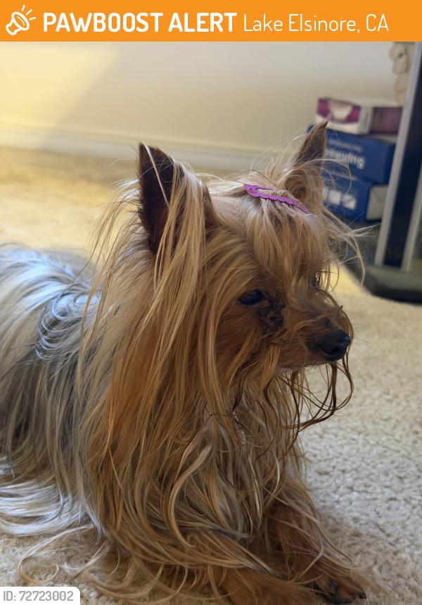 Found/Stray Female Dog last seen goetz rd then canyon lake, Lake Elsinore, CA 92587