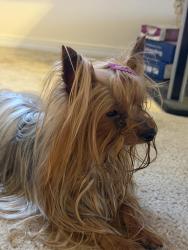 Found/Stray Female Dog last seen goetz rd then canyon lake, Lake Elsinore, CA 92587