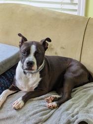 Lost Female Dog last seen Rock Creek Road, Benton Ranch Subdivision off of Noah's Ark Rd., Stockbridge, GA 30281